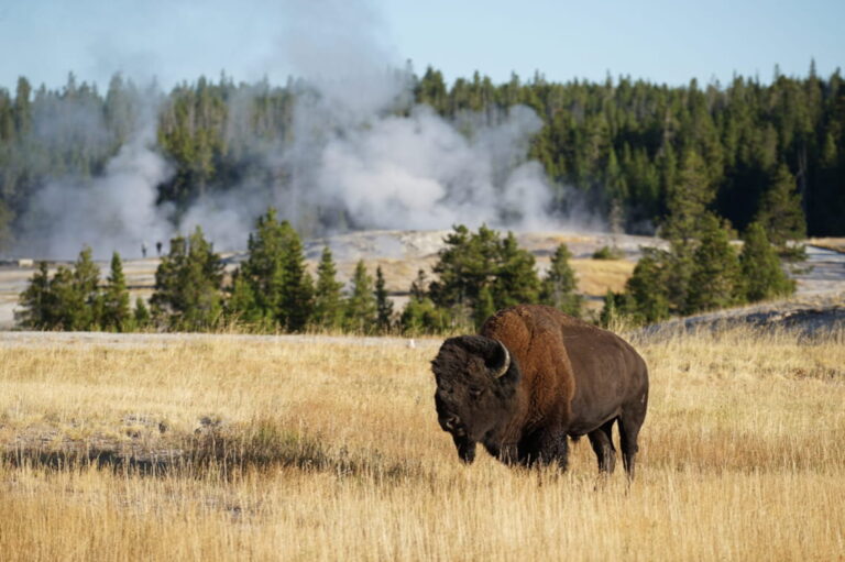 Bison dans Yellowstone